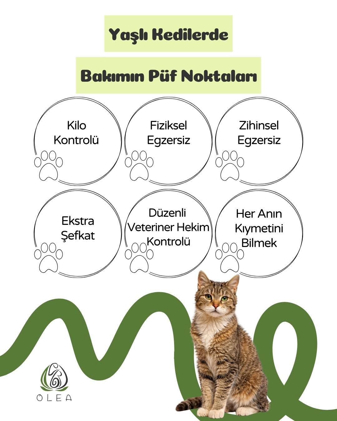 Yaşlı kedi bakımı